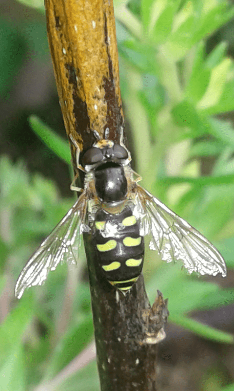 Syrphidae : Scaeva sp.? No, Eupeodes luniger